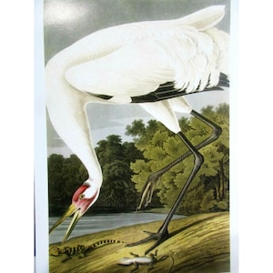 Cartão postal artístico de John James Audubon - pássaros exóticos do guindaste convulso