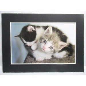 Chatons bébé frères et sœurs ludiques en impression de carte noire de 12,7 x 17,8 cm.