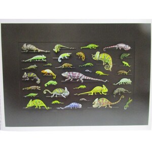 Postal - Hijo de Chamelibob de Biophilia: El arte de Christopher Marley