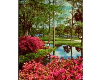 Postcard - Lovely Gardens at Florida's Silver Springs, USA #716