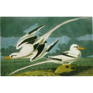Cartão postal artístico de John James Audubon - Pássaros exóticos Tropicbird de cauda branca