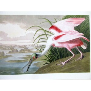 Cartão postal artístico de John James Audubon - Colher rosado 1827-1838 Pássaros exóticos
