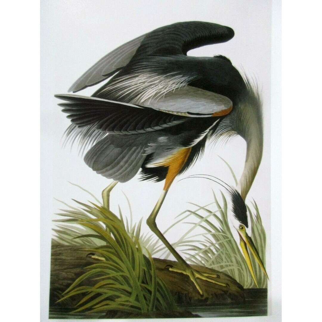 John James Audubon Art Postcard - Brown Pelican Exotic Birds - Etsy