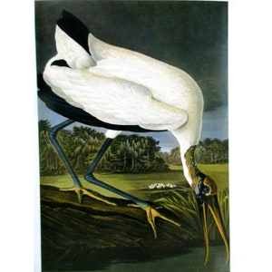 Cartão postal artístico de John James Audubon - Cegonha de madeira 1827 - 1838 Pássaros exóticos
