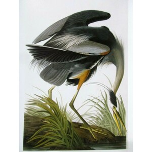 Cartão postal artístico de John James Audubon - Pássaros exóticos da garça azul