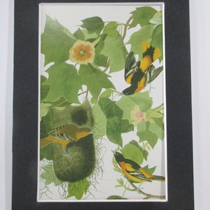 Audubon Art Print 5&quot; X 7&quot; Matted Postcard - BALTIMORE ORIOLE (Songbirds)