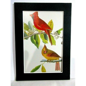 Cartão postal fosco Audubon Art Print 5" x 7" - NORTHERN CARDINAL (Songbirds) #69