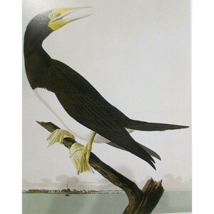 Cartão postal artístico de John James Audubon - pássaros exóticos de Booby marrom