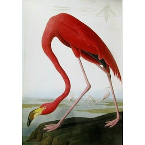 Cartão postal artístico de John James Audubon - pássaros exóticos do flamingo maior