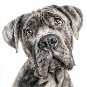 May include: A detailed charcoal-style drawing of a Neapolitan Mastiff dog with a grey coat, prominent facial wrinkles, and large, expressive amber eyes. The dog is looking upward with a tilted head, showcasing a textured, realistic appearance.