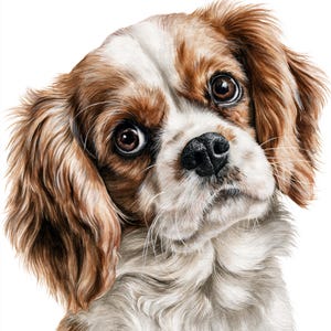 Peut inclure: Une illustration détaillée d'un chien Cavalier King Charles Spaniel avec un pelage long et ondulé brun et blanc. Le chien a de grands yeux marron foncé expressifs, une truffe noire et des oreilles tombantes, dans un style réaliste sur fond blanc.