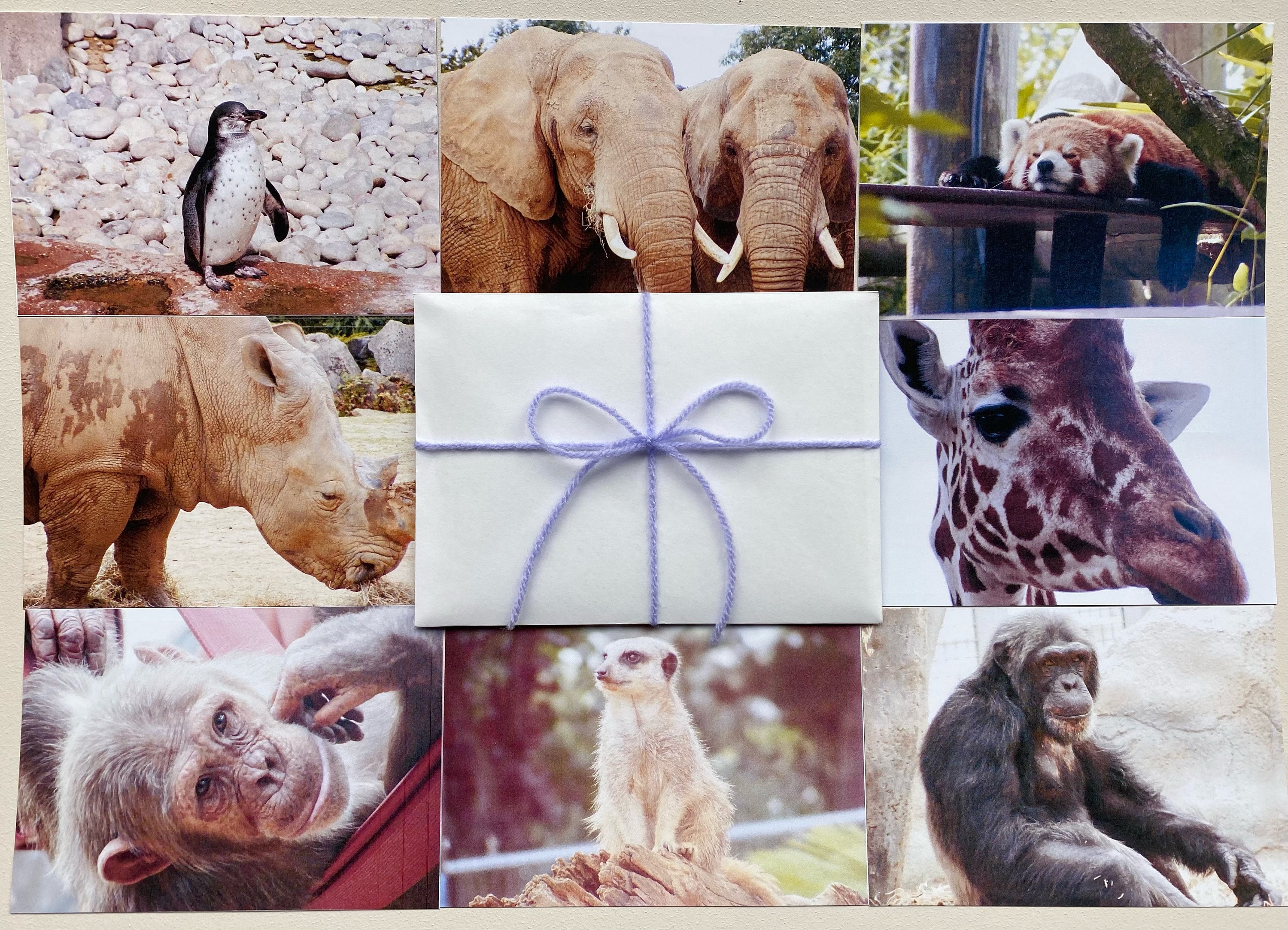 8 x A6 Animal Postcards Zoo animal postcards | Etsy
