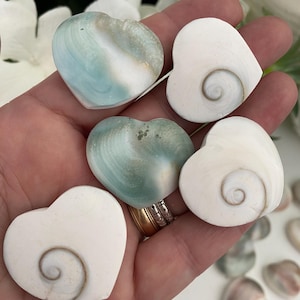 May include: A collection of heart-shaped seashells in shades of white, blue, and green. The shells have a spiral design in the center. The shells are being held in a hand.