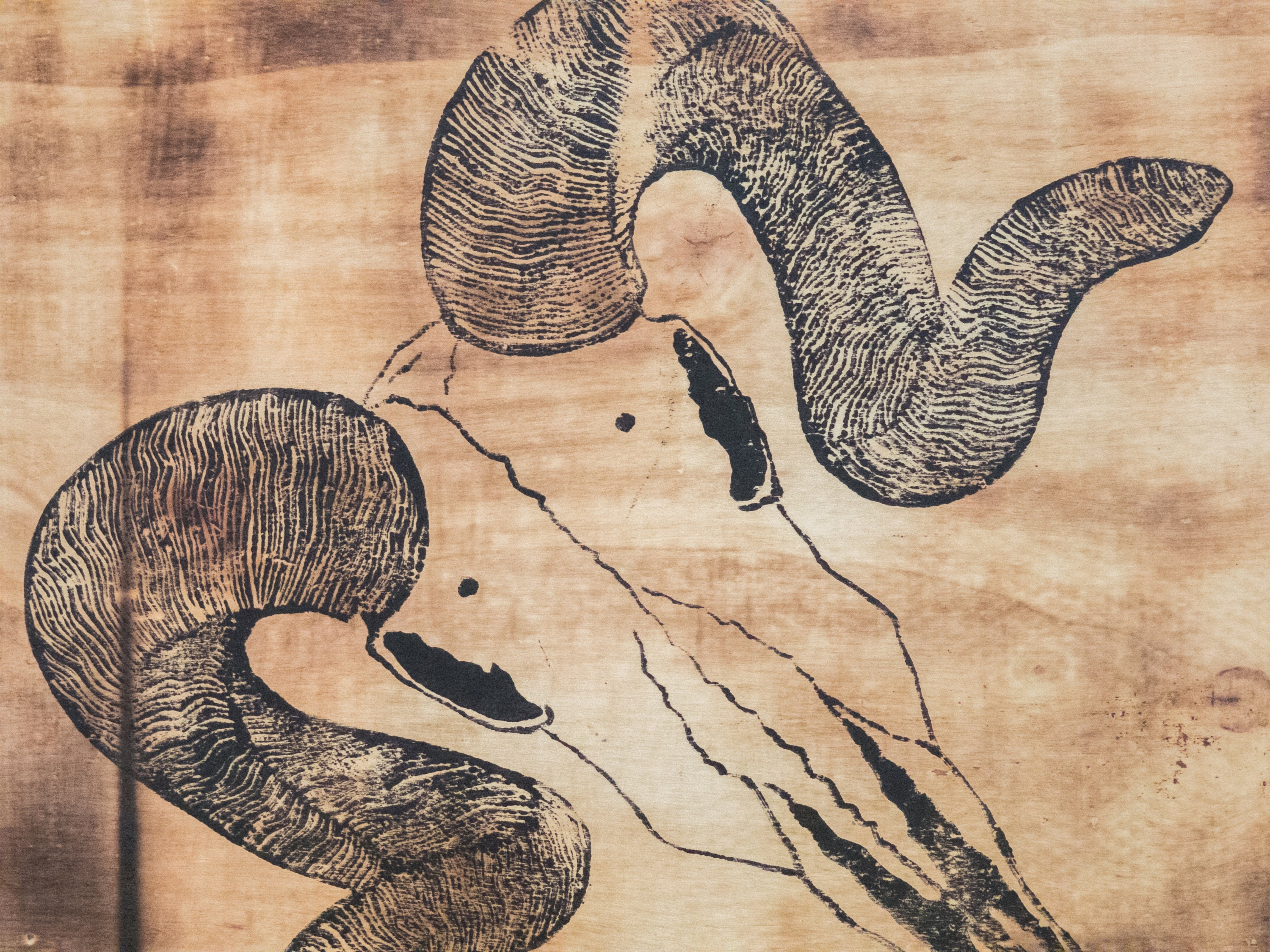 Crâne de Bélier, Ram Skull sur Bois Brûlé, Linogravure