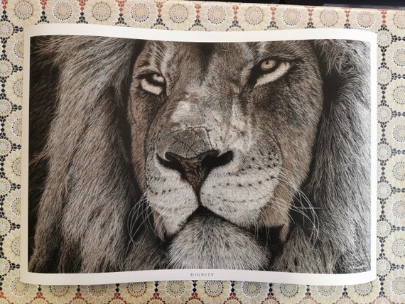 ライオン　動物ペン画No.14 鉛筆画 ライオン