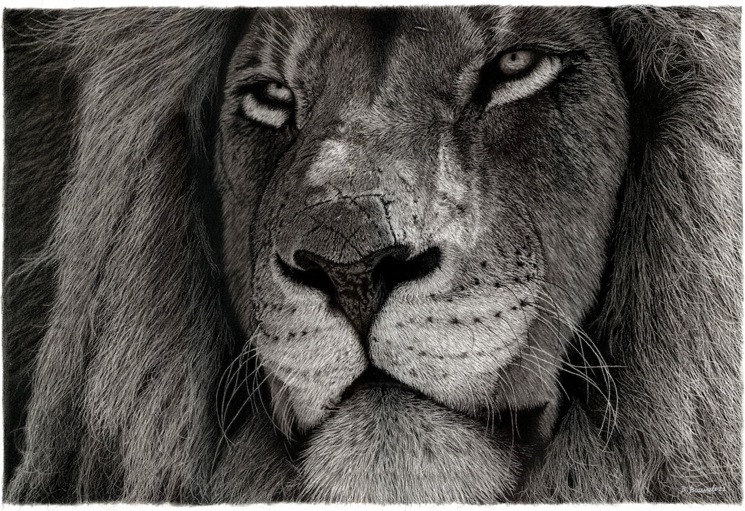 Dessin D Animaux Sauvage Realiste