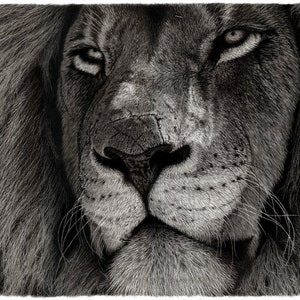Dibujo a lápiz de león original dibujo realista de animales - Etsy México