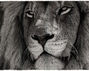 Lion Pencil Drawing Print, Realistic Wild Animal Drawing, Black and White Wildlife Art, Animal Portrait Home Wall Art Decoration - Dignity