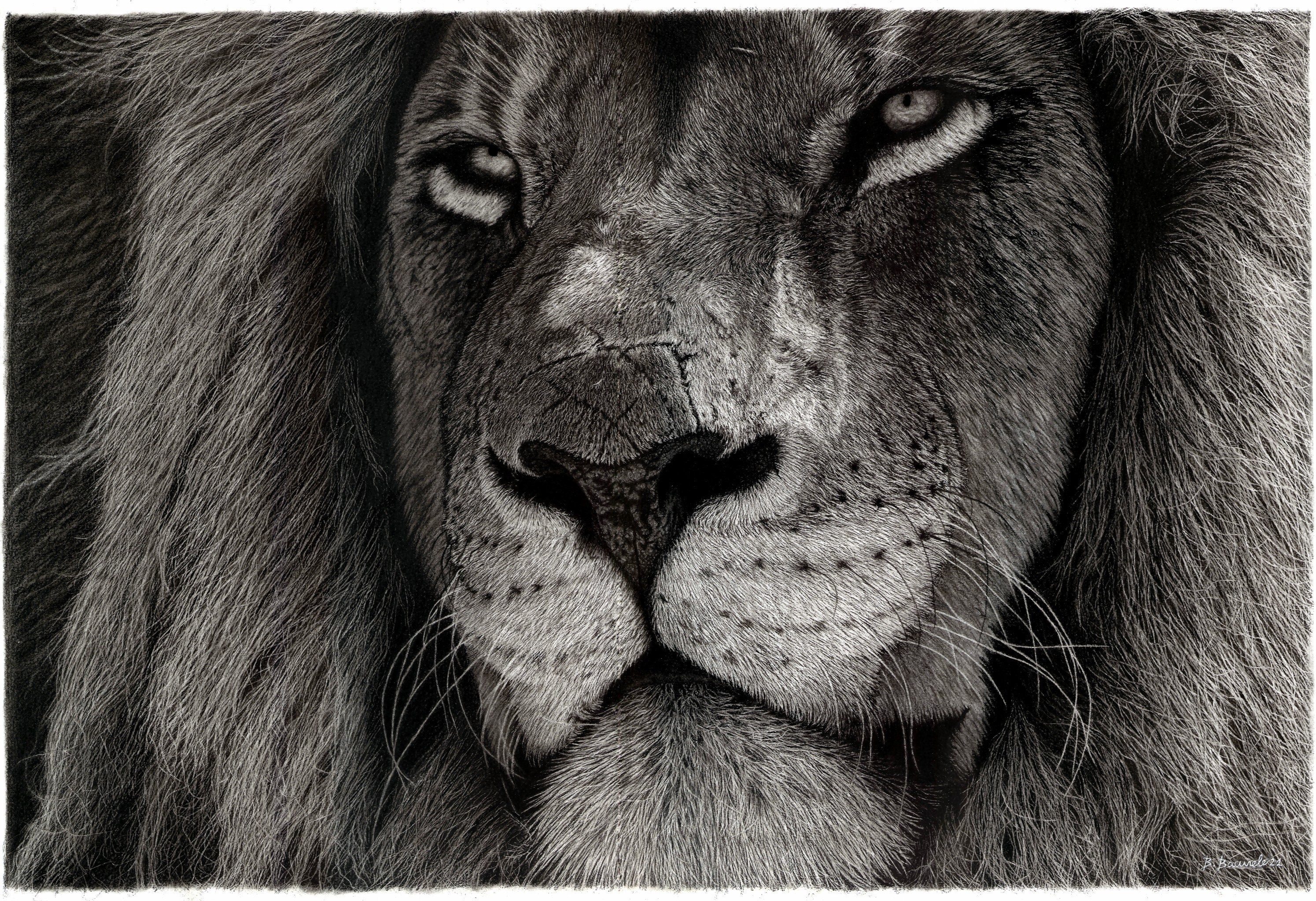 Dessin Réaliste Animaux Sauvage Facile Tirage au crayon de lion dessin réaliste danimaux sauvages - Etsy France