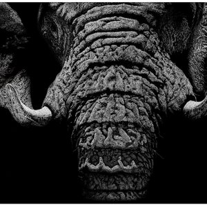 Elephant Pencil Drawing Original, Realistic Wild Animal Black and White Art, Animal Portrait Drawing, Home Wildlife Wall Art Decor - Wisdom