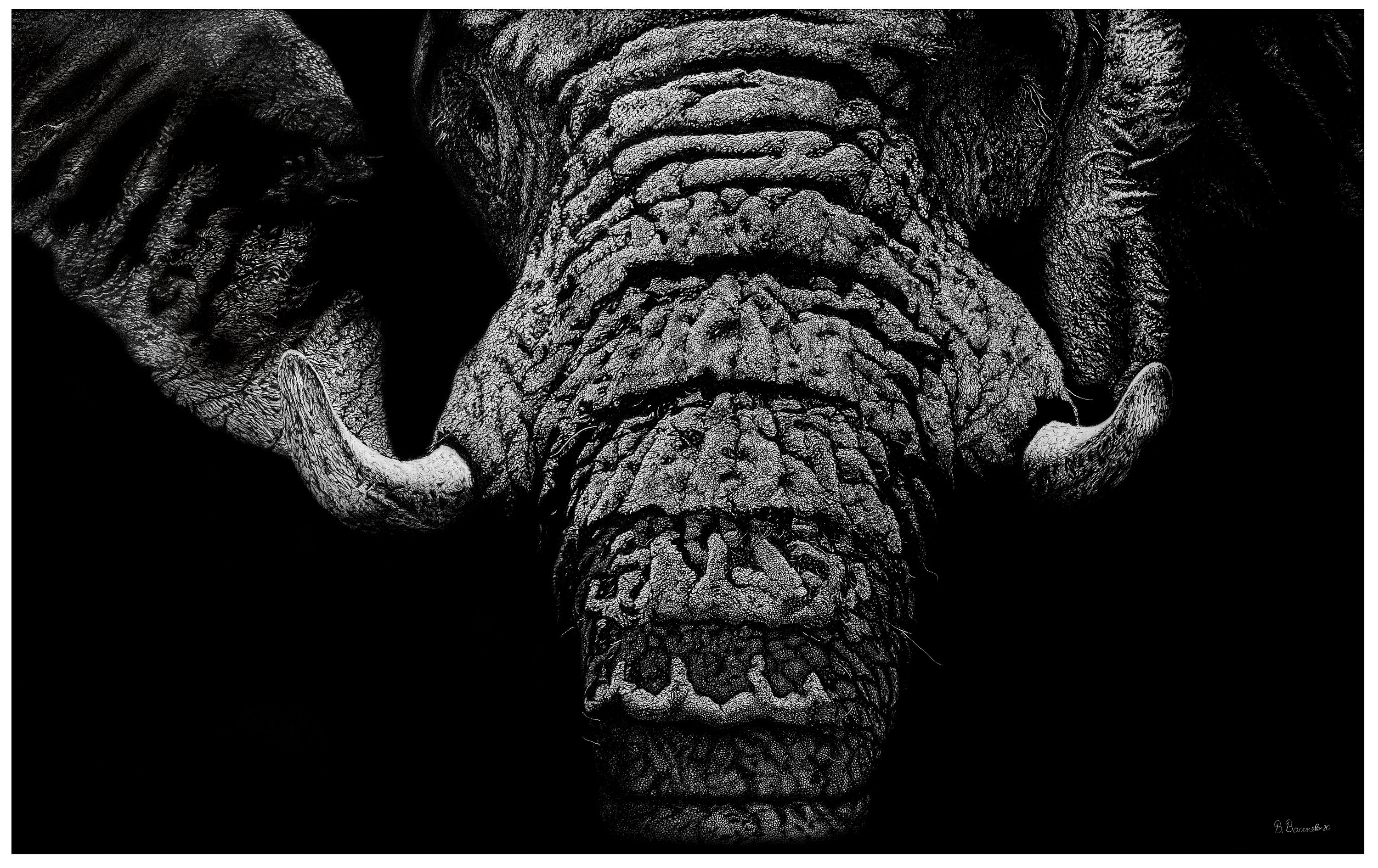 Realistic Elephant Drawing