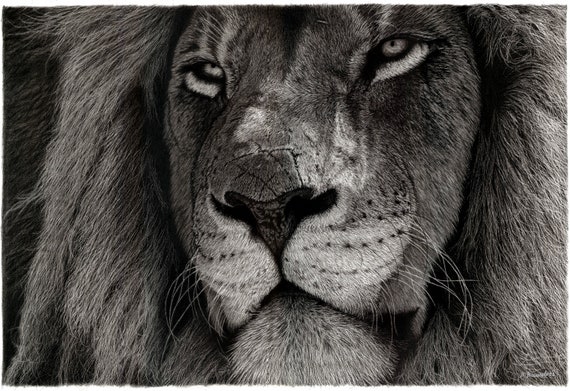 Lion Pencil Drawing Original Realistic Animal Drawing Black - Etsy
