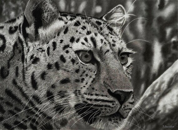 Featured image of post Realistic Animal Drawings Black And White - Drawing of ferrets on white.