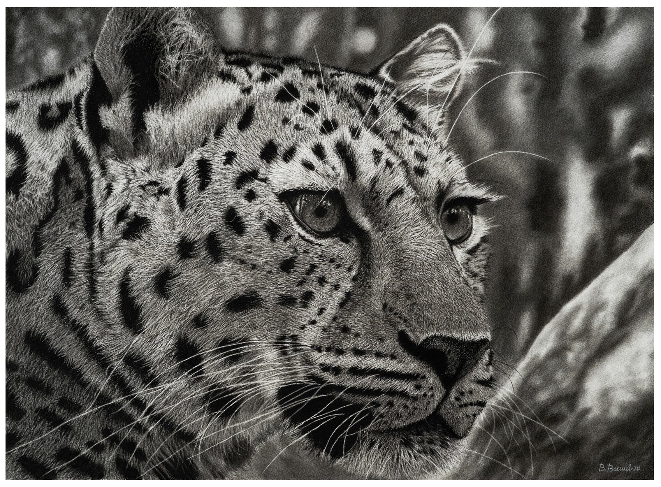 Realistic Animal Sketches Il Fullxfull.2921515970 Ls1v