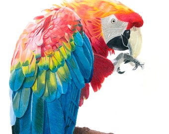 Parrot Colored Pencil Drawing Print