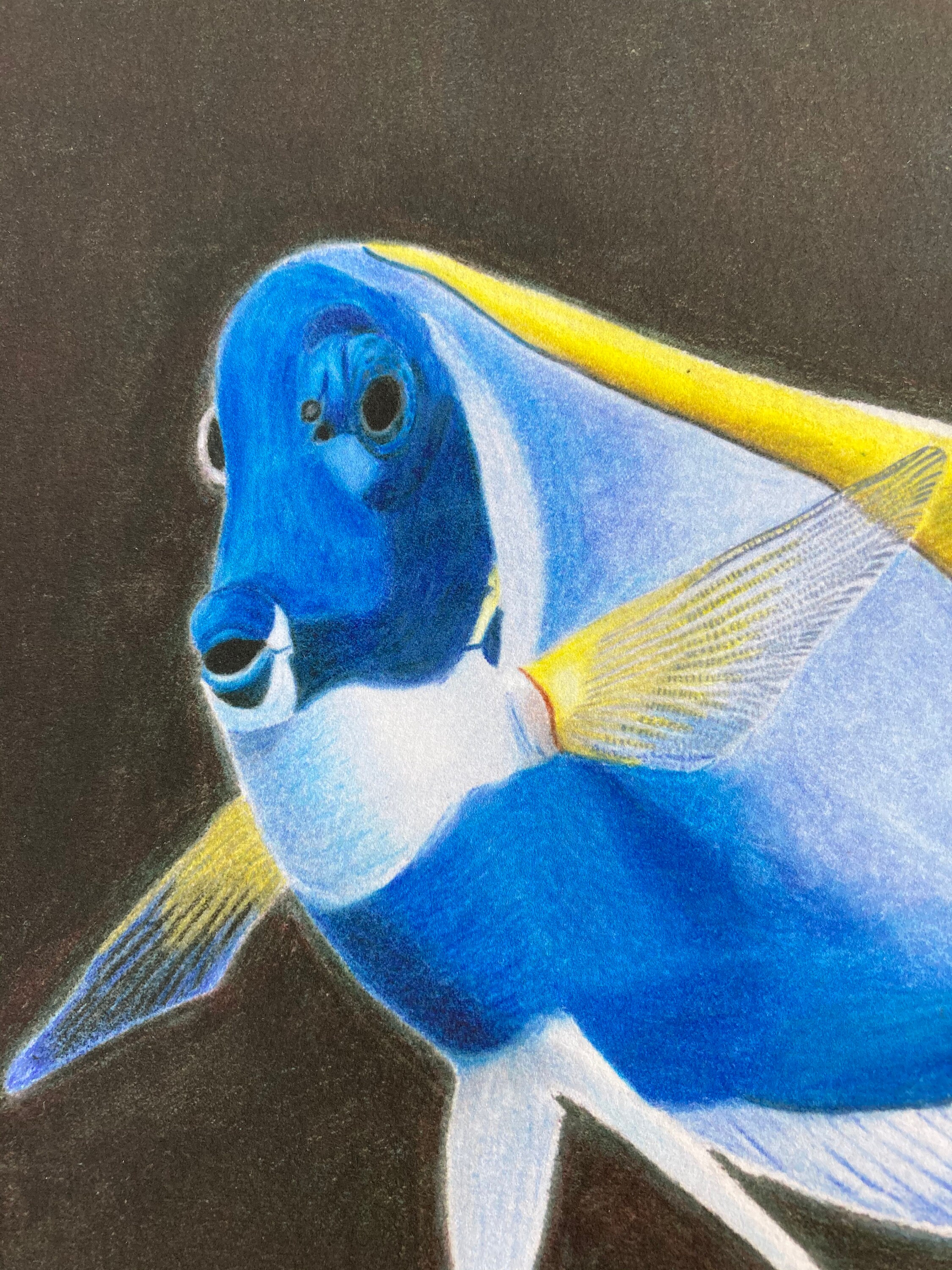 Blue Fish Colored Pencil Drawing Print - Etsy