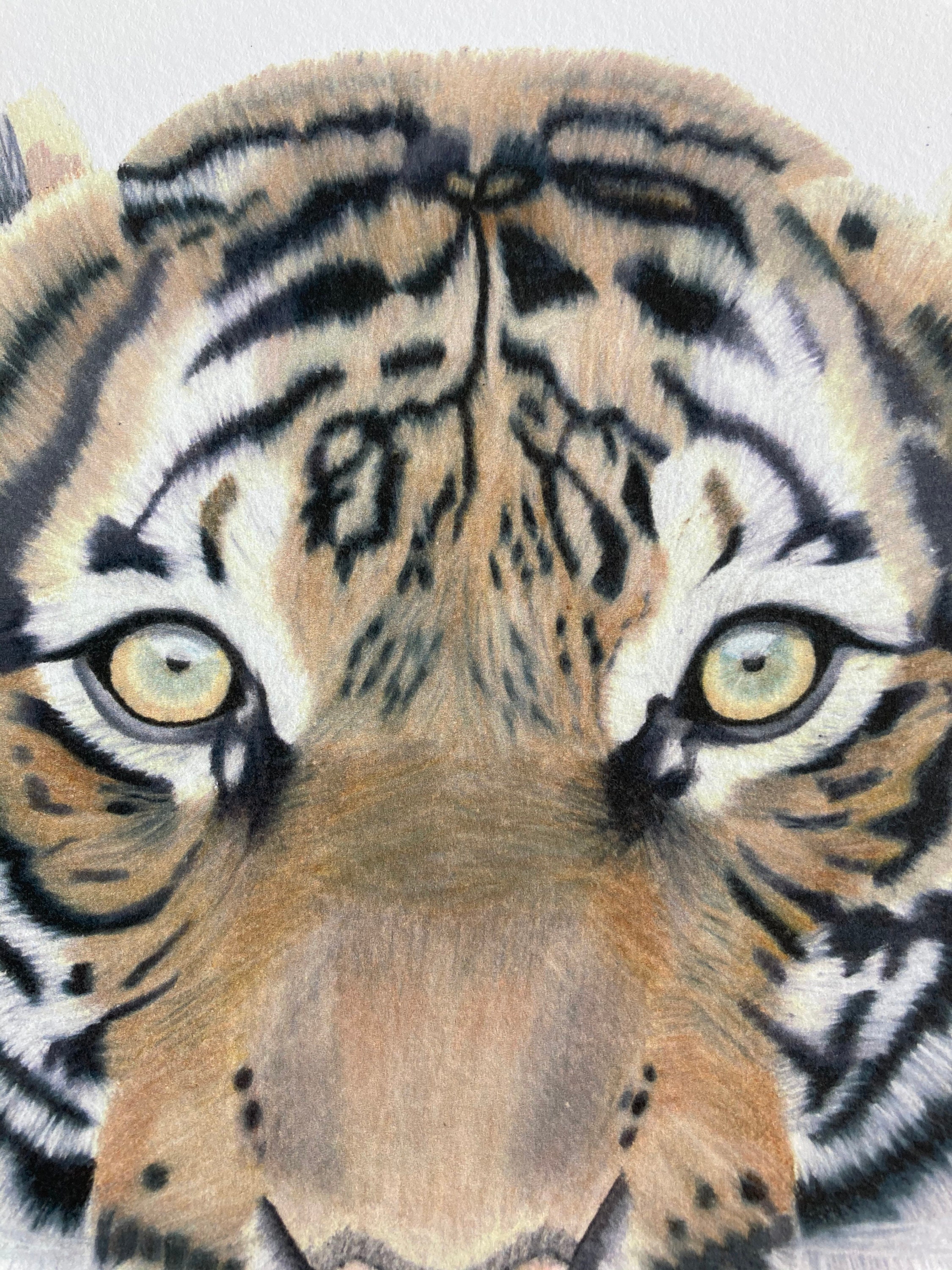 Tiger Colored Pencil Drawing Print - Etsy, image size:2250x3000
