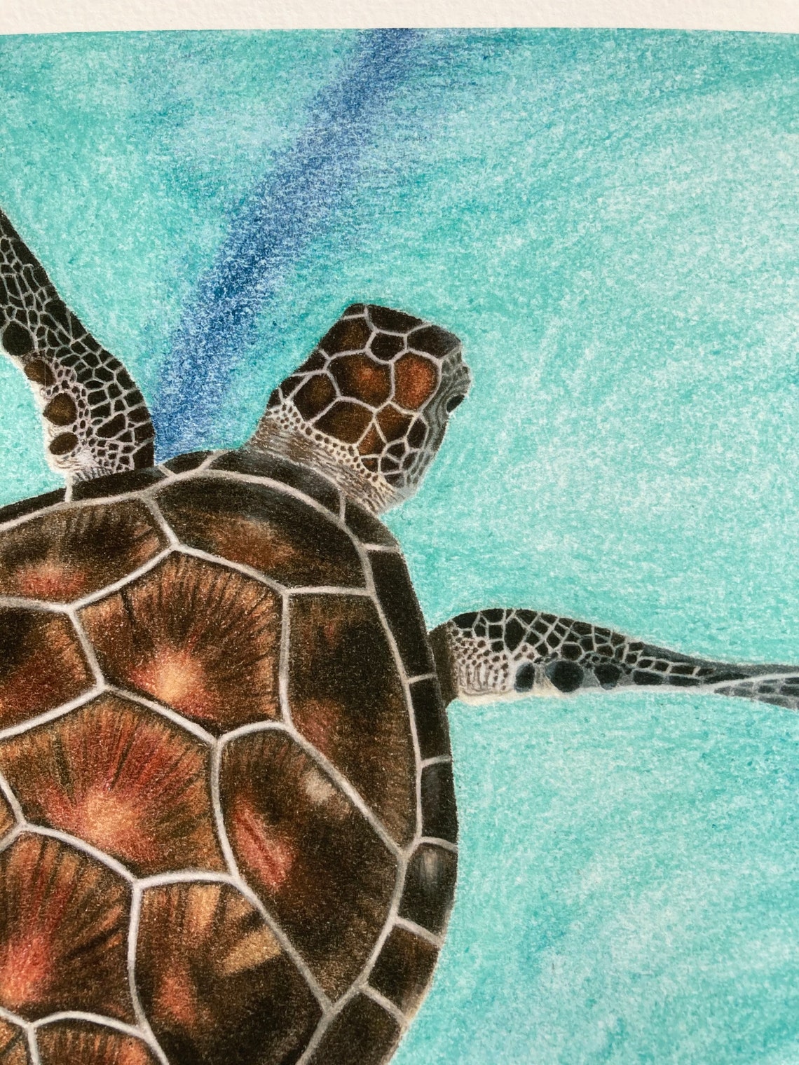 Color Pencil Turtle Sea Turtle Colored Pencil Drawing Print - Etsy