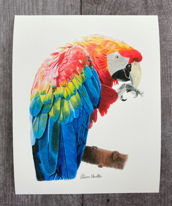 Parrot Drawing birds Pencil Sketch, african grey parrot, pencil, fauna,  wildlife png | PNGWing