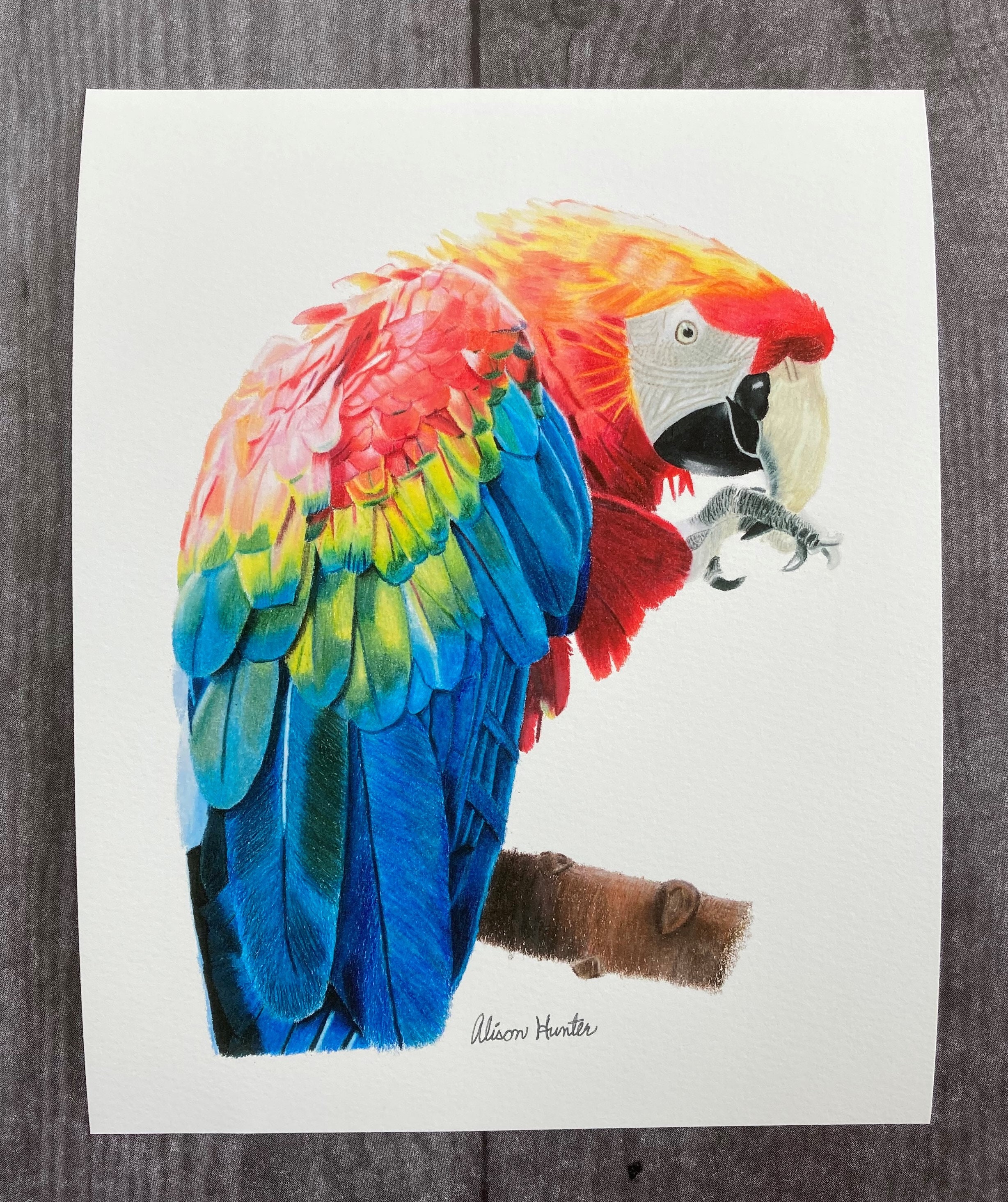 Parrot online pencil drawing