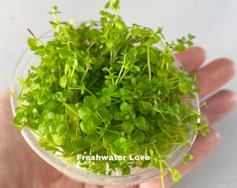 Monte Carlo Plant Etsy Monte Carlo Plant Etsy