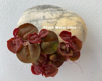 Aquarium Red Root Floaters (40+ leaves) Live aquatic Floating Plants