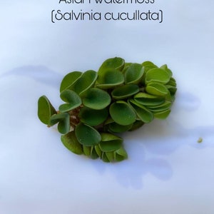 Asian Watermoss Salvinia cucullata for Live Aquarium/Aquatic/Floating/Pond Plant decoration