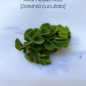 Asian Watermoss, Salvinia cucullata for Live Aquarium/Aquatic/Floating/Pond Plant decoration