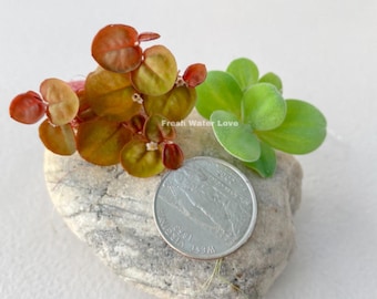 Combo 5 Dwarf Water Lettuce + 5 Red Root Floaters Live Floating Aquatic Plant Freshwater Aquarium Pond Plants .