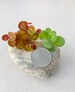 Combo 5 Dwarf Water Lettuce + 5 Red Root Floaters Live Floating Aquatic Plant Freshwater Aquarium Pond Plants .