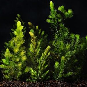 Hornwort Coontail Live Fish Tank Plants Aquarium Plant