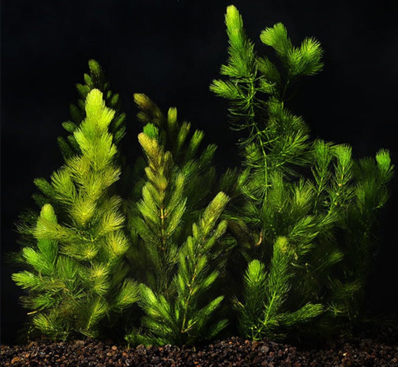 Peut inclure: Gros plan sur un groupe de plantes aquatiques vertes aux feuilles plumeuses sur fond noir.