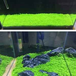 Aquarium Small Pair Leaf Seeds for aquarium Carpet plant, Terrarium and Grass Carpet Ground Covering Guppy Breeding, betta tank