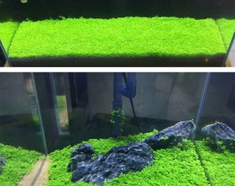 Aquarium Small Pair Leaf Seeds for aquarium Carpet plant, Terrarium and Grass Carpet Ground Covering Guppy Breeding, betta tank