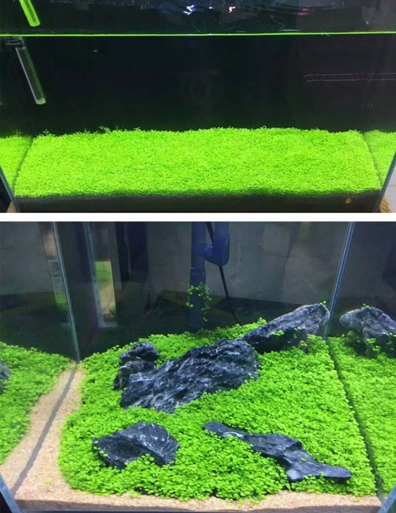 High quality water grass mud ball DIY Beautiful aquarium fish tank