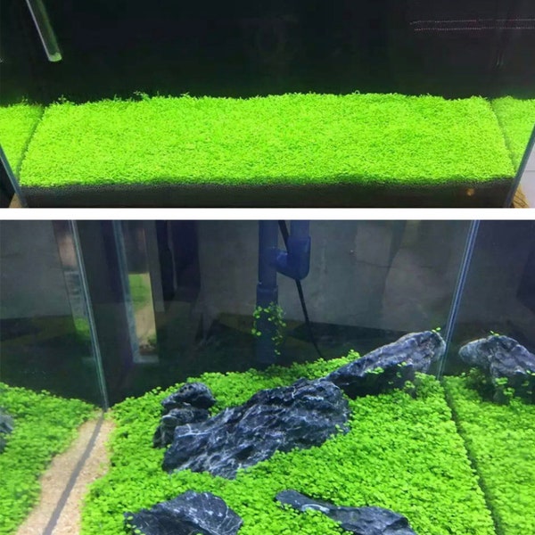 Aquarium Small Pair Leaf Seeds for aquarium Carpet plant, Terrarium and Grass Carpet Ground Covering Guppy Breeding, betta tank