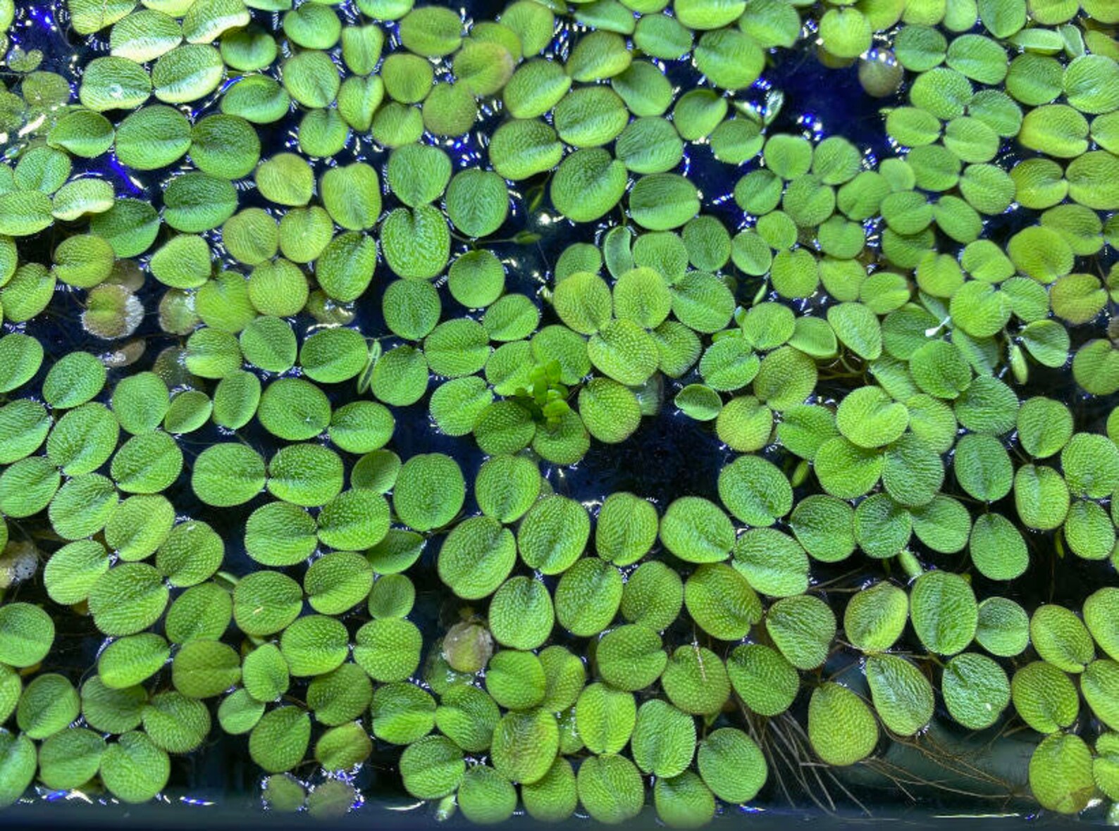 Combo 6 Red Root Floaters 6 Salvinia Minima Live Floating Etsy Combo 6 Red Root Floaters 6 Salvinia Minima Live Floating Etsy