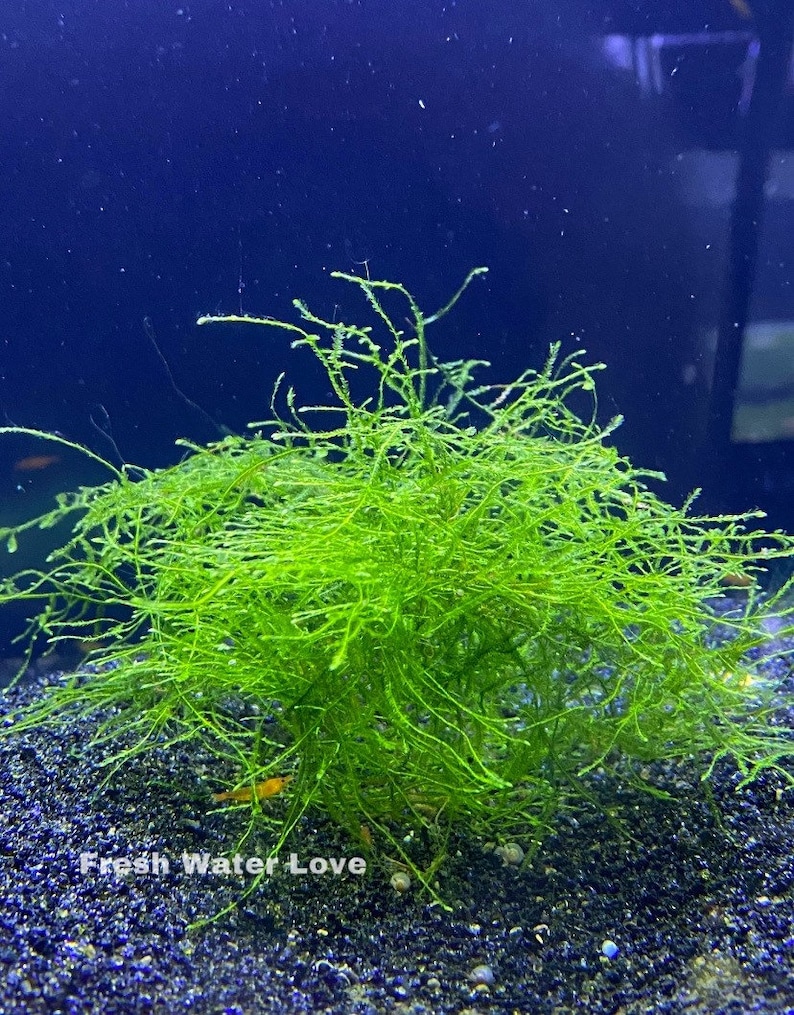 BUY 2 GET 1 FREE Java Moss Taxiphyllum Barbieri Easy Live Aquarium Plants Out of Stock, will be back soon
