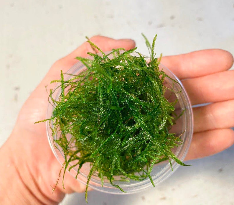 BUY 2 GET 1 FREE Java Moss Taxiphyllum Barbieri Easy Live Aquarium Plants Out of Stock, will be back soon