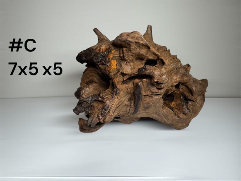 Pu&ograve; includere: Un pezzo di legno galleggiante marrone con una consistenza nodosa e organica e molteplici punte sporgenti. Il legno presenta profonde fessure e nodi naturali. Il testo a sinistra riporta #C e 7x5x5 cm, indicando le dimensioni dell'oggetto.